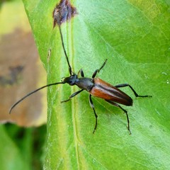 Stenurella melanura