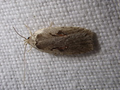 Agonopterix ocellana