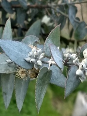 Eucalyptus crenulata