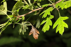 Monilinia johnsonii