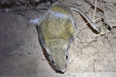 Chaetodipus hispidus