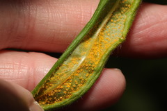Puccinia pulverulenta