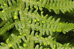 Taphrina vestergrenii