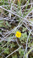 Erythranthe primuloides