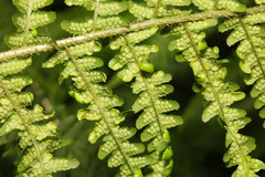 Taphrina vestergrenii