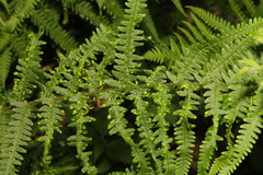 Taphrina vestergrenii