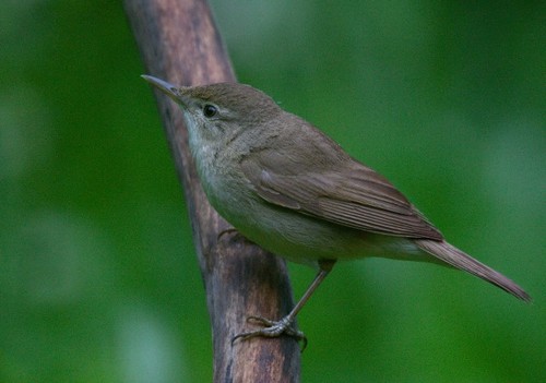 Blyth's Reed Warbler (Acrocephalus dumetorum), photo 5