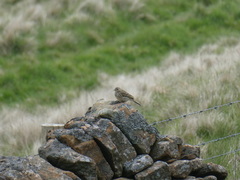 Anthus pratensis
