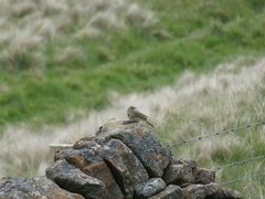 Anthus pratensis