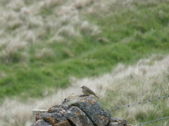 Anthus pratensis