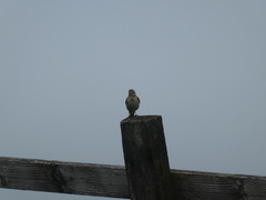 Anthus pratensis