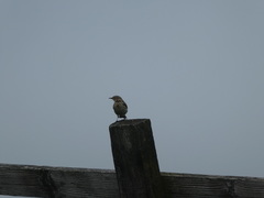Anthus pratensis