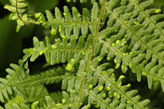 Taphrina vestergrenii