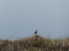 Anthus pratensis
