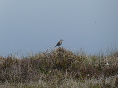 Anthus pratensis