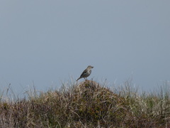 Anthus pratensis