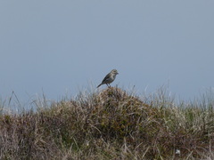 Anthus pratensis