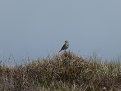 Anthus pratensis
