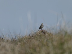 Anthus pratensis