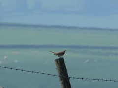 Anthus pratensis