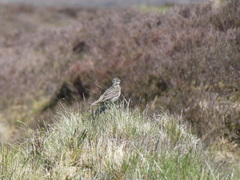 Anthus pratensis