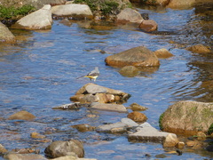 Motacilla cinerea