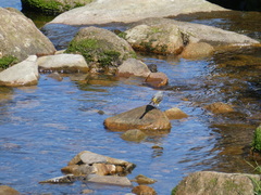 Motacilla cinerea