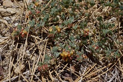 Acmispon decumbens davidsonii
