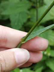 Bromus inermis