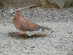 Streptopelia senegalensis