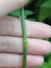 Bromus inermis