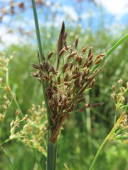 Fimbristylis complanata