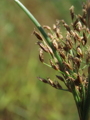 Fimbristylis complanata