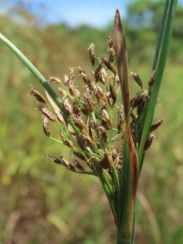 Image of Fimbristylis complanata by (c) chiuluan, some rights reserved (CC BY)