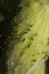 Cavariella pastinacae