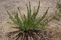 Chrysothamnus viscidiflorus viscidiflorus