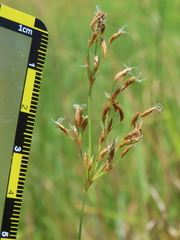 Fimbristylis complanata