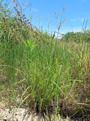 Fimbristylis complanata