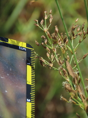 Fimbristylis complanata