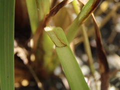Fimbristylis complanata