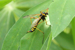 Ctenophorinae