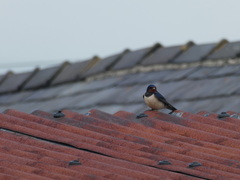 Hirundo rustica