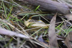 Cortinarius austrovenetus