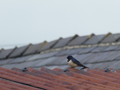 Hirundo rustica