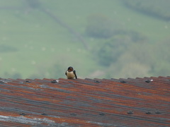 Hirundo rustica
