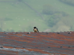 Hirundo rustica