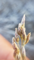 Antennaria rosea rosea