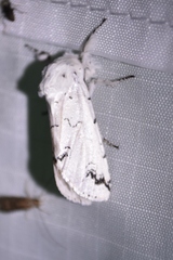 Tecmessa candida