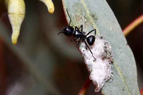 Camponotus tristisCamponotus tristis