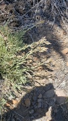 Antennaria rosea rosea